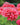 BEAUTIFUL FLOWERS