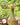 BACKYARD POULTRY'S GUIDE TO WATERFOWL