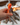 Tough Tesla Lighter 2.0 - Orange