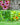 Medicinal Herb Garden - 36 Heirloom Seed Varieties for a Wellness Garden