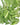 Future Essential - Freeze-Dried Spinach - #2.5 Can