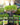 Microgreens Seeds 5 Pack
