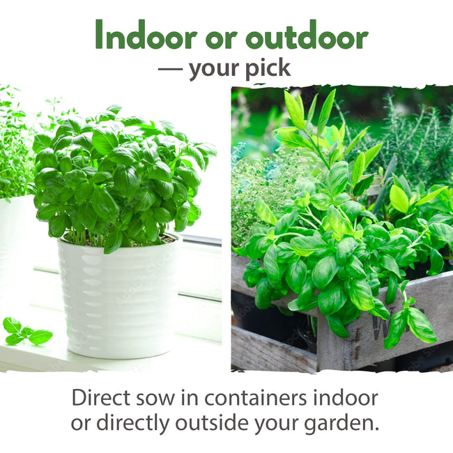 Home Grown 15 Culinary Herb Seeds Vault - Heirloom & Non-GMO Seeds - 4900+ Seeds for Planting Indoor or Outdoor Herb Garden