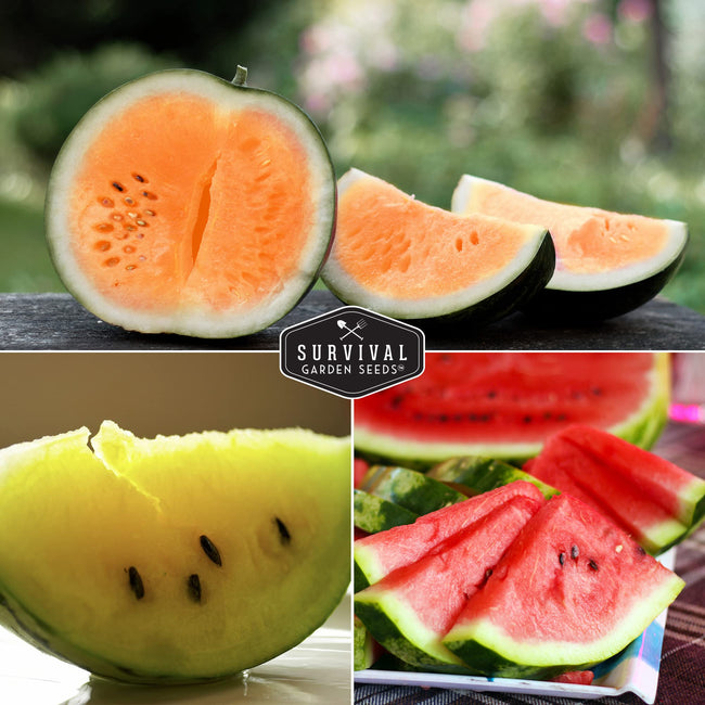 Survival Garden Seeds, Tri-Color Watermelon Seeds Collection (3 Pack)
