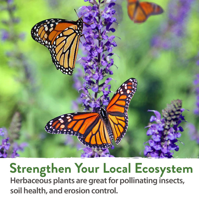 Home Grown Brand, Non-GMO, Heirloom Herbs (5 Varieties)