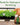 Home Grown Brand Heirloom Herb Seeds 20 Variety Pack