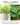 Home Grown Brand Heirloom Herb Seeds 20 Variety Pack