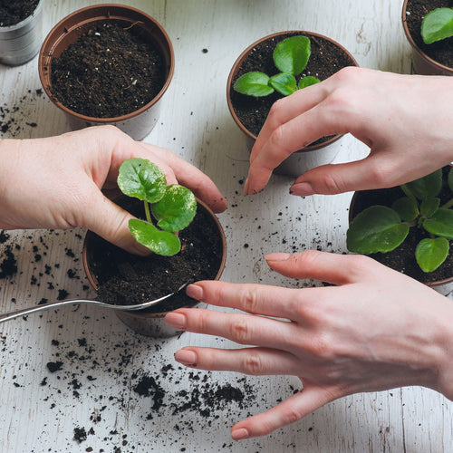 Survival Seed Kit - 155 Varieties - (Over 35,000 Heirloom Seeds)