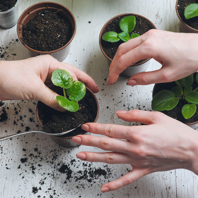 Survival Seed Kit - 155 Varieties - (Over 35,000 Heirloom Seeds)