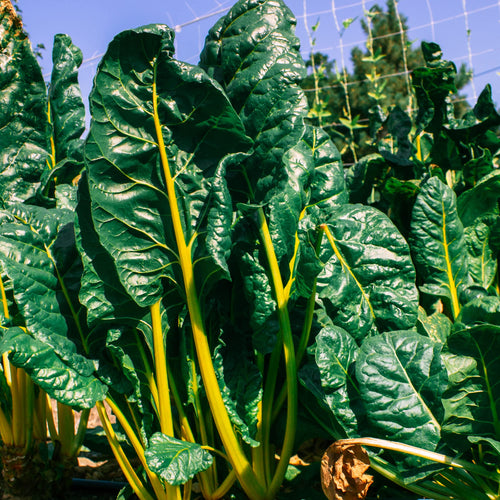 Mountain Valley Seed Company - Vegetable Garden Non-GMO 50,000+ Seeds (16 Varieties)