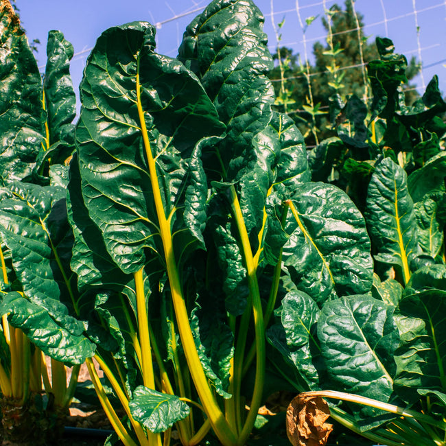 Mountain Valley Seed Company - Vegetable Garden Non-GMO 50,000+ Seeds (16 Varieties)