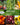 Survival Garden Seeds Homesteader 50 Heirloom Seed Packets (Non-GMO)