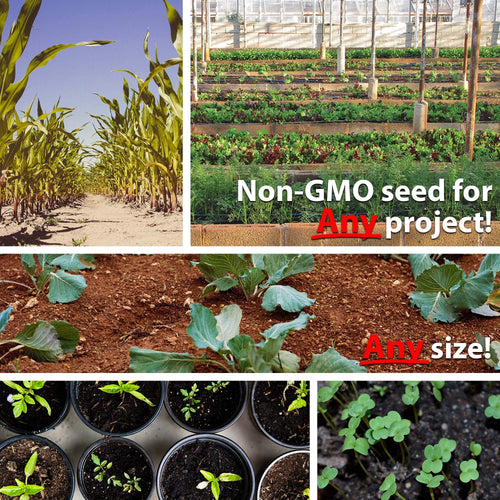 Mountain Valley Seed Company - Vegetable Garden Non-GMO 50,000+ Seeds (16 Varieties)