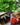 Survival Garden Seeds Vegetable Garden Collection 15 Heirloom Vegetables Seed Varieties