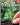 MOTHER EARTH NEWS COLLECTOR SERIES ORGANIC GARDENING, 3RD EDITION