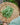 The Explorer : Rooted in America - Seed Collection
