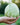 The Explorer : Rooted in America - Seed Collection