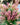 Freshly Cut Blooms - Seed Collection
