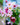 Freshly Cut Blooms - Seed Collection