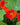 Edible Petals - Seed Collection