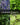 Popular Herb Seeds for Planting | 35 Variety Pack