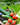 Seed Safe Survival Seed Kit - 35 Variety Pack