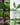 Hydroponic Herb Seed Collection