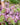 Freshly Cut Blooms - Seed Collection