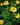 Edible Petals - Seed Collection