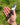 RAZORBACK Signature Folding Knife, 9 Interchangeable Blades