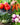 Root Vegetable Seed Collection - Cool Weather Favorites