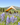 Rover Scout Tent