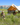 Rover Scout Tent