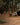 Rover Scout Tent 8' x 13'
