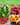 Vegetable Garden Collection - 15 Packs of Vegetable Seeds