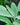 Homegrown Wellness - Seed Collection