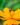 Pollinator Power Vault Heirloom Seeds