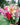 Freshly Cut Blooms - Seed Collection
