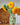 Freshly Cut Blooms - Seed Collection