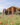 Altimus Bell Tent