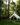 16.5' Avalon Bell Tent