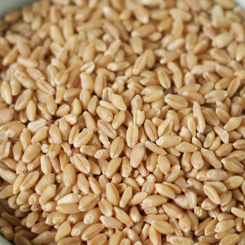 Rainy Day Foods Hard White Wheat Double Plastic 50 lb. Bag - 228 Servings
