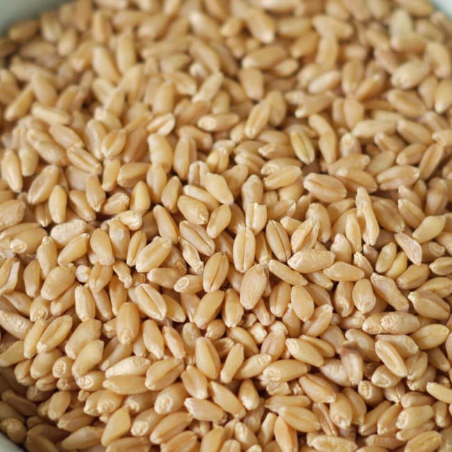 Rainy Day Foods - Hard White Wheat 5 Gallon Bucket