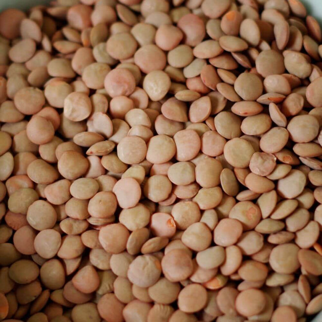 Rainy Day Foods Lentils 50 lb. Bag - 236 Servings