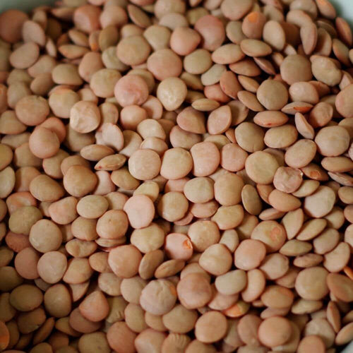 Rainy Day Foods Lentils 5 Gallon 36 lb. Super Pail - 170 Servings