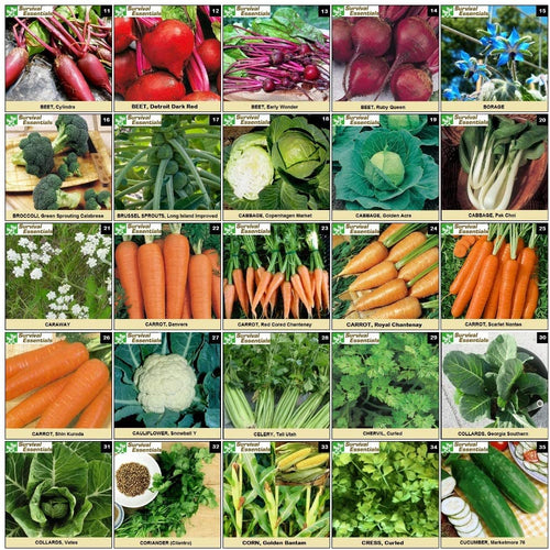 Survival Essentials Seeds Premium Heirloom Seeds Vault - 144 Varieties - Over 23,000 Seeds
