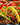 survival-fresh-canned-hamburger-meat-tacos