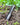 Titanium Digging Trowel