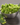 Broccoli Freeze Dried - #10 Can