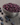 Freeze Dried Fruit Variety Bucket